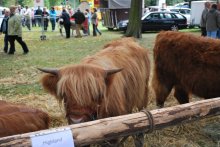 Tierschau Hüstener Kirmes 2009