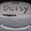 2010TiefDaisy2