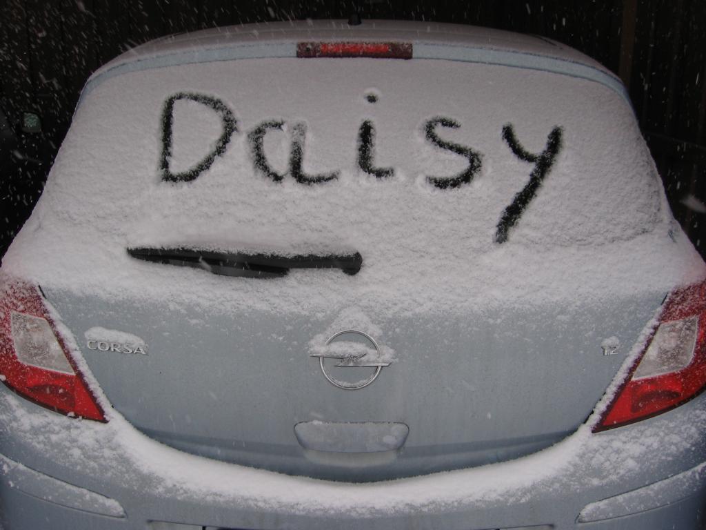 2010TiefDaisy2