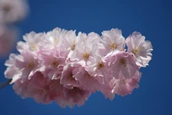 Kirschblüte bei Tag