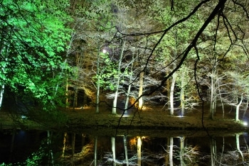 Waldlichter 2011 Wildwald Voßwinkel
