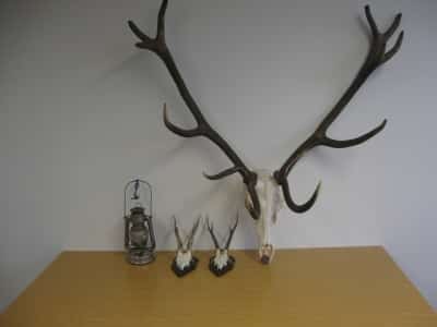 Polizei Arnsberg Geweih Oeventrop