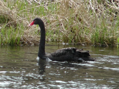 trauerschwan ruhr