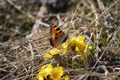 vor-fruehling