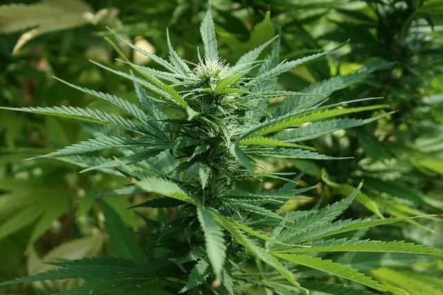 marijuana 1692939 640