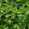 stinging nettle 785292 640