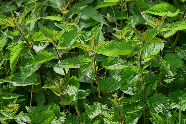 stinging nettle 785292 640