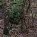 Im Wald entsorgter Weihnachtsbaum