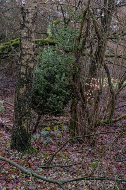 Im Wald entsorgter Weihnachtsbaum