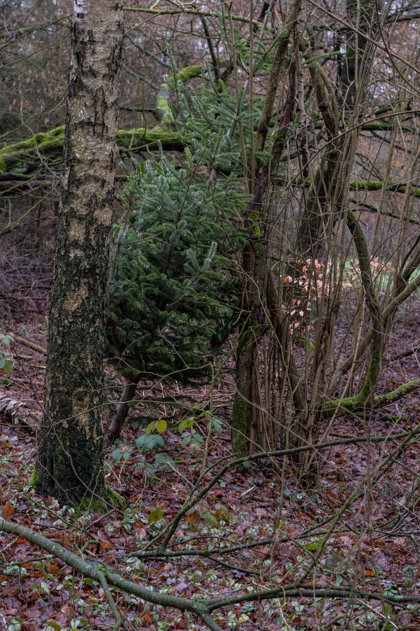Im Wald entsorgter Weihnachtsbaum