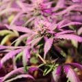 marihuana