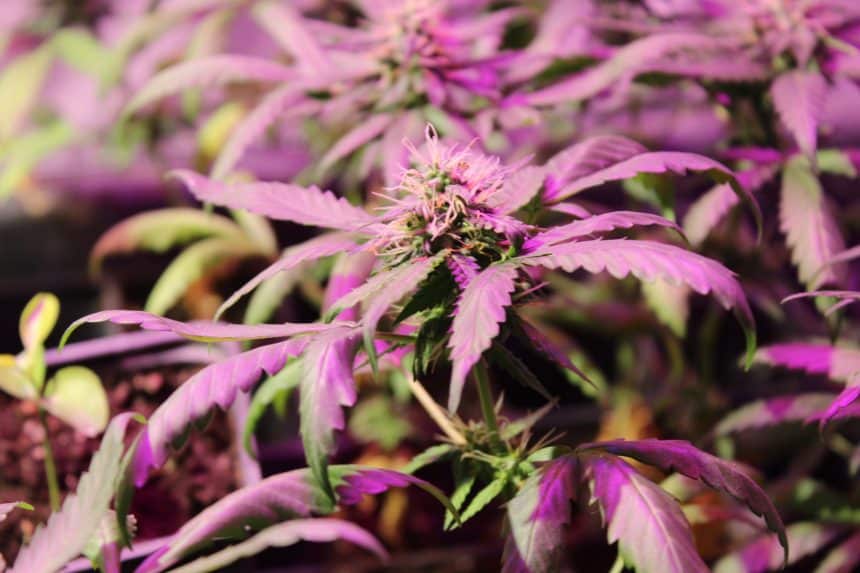 marihuana