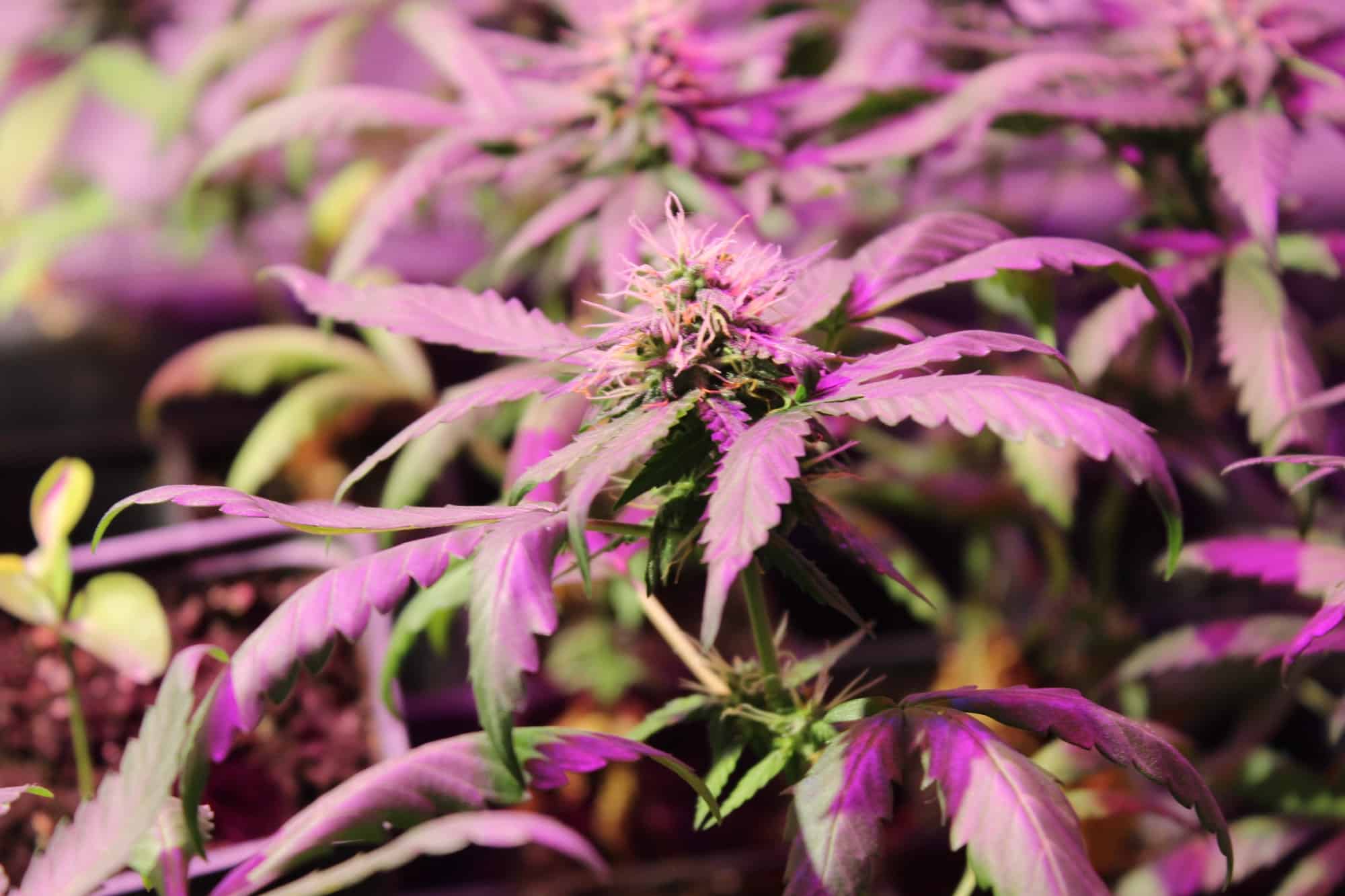 marihuana