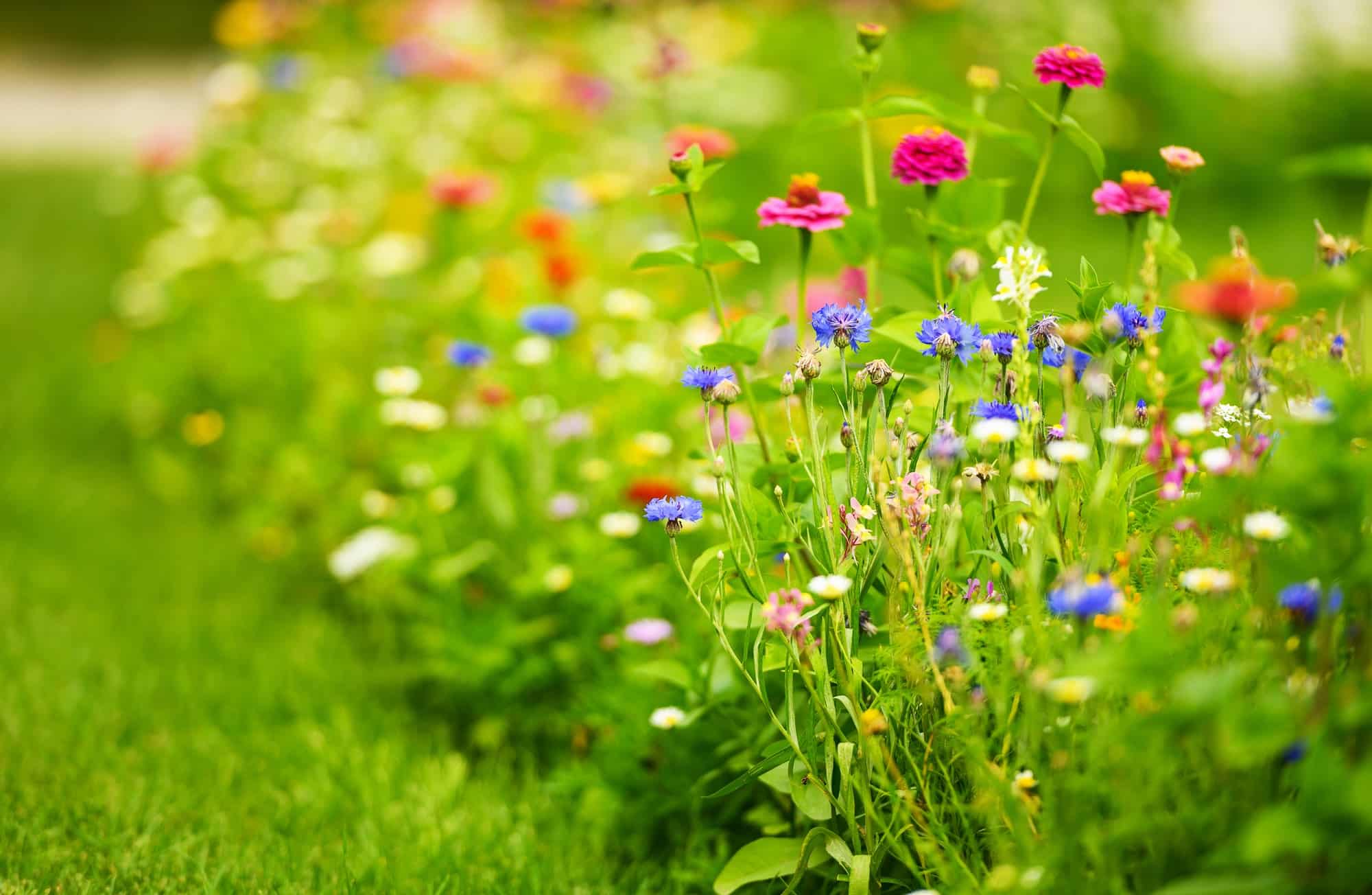 Summer Time Colorful Wild Flowers