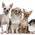 Chihuahua (2 years old), Chihuahua puppy (6 months old), Chihuahua (4 years old)