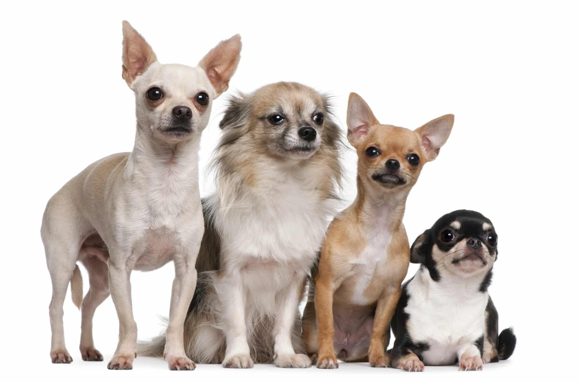 Chihuahua (2 years old), Chihuahua puppy (6 months old), Chihuahua (4 years old)