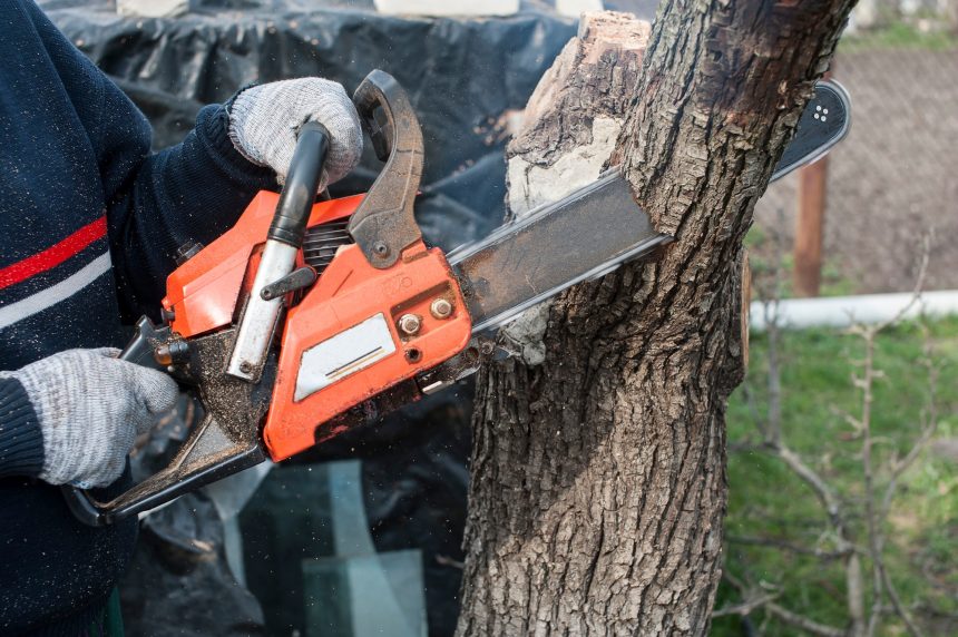 man sawing a tree with a chainsaw in the summer in nature