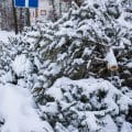 Christmas trees thrown away after the holiday ends, disposal of Christmas trees
