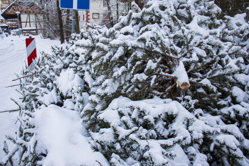 Christmas trees thrown away after the holiday ends, disposal of Christmas trees