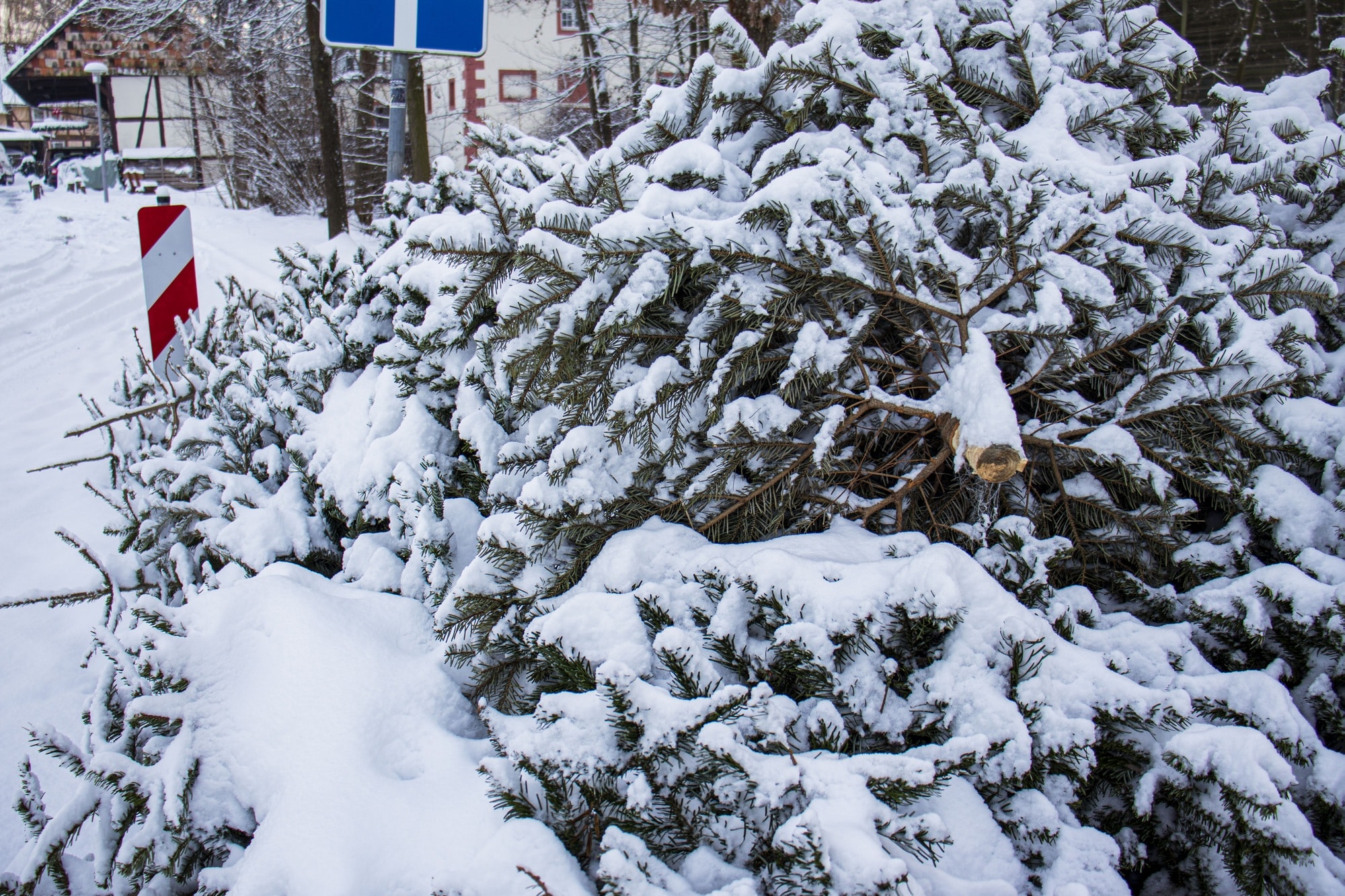 Christmas trees thrown away after the holiday ends, disposal of Christmas trees