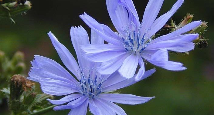 Blaue Blüte Symbolbild Foto: Stadt Arnsberg