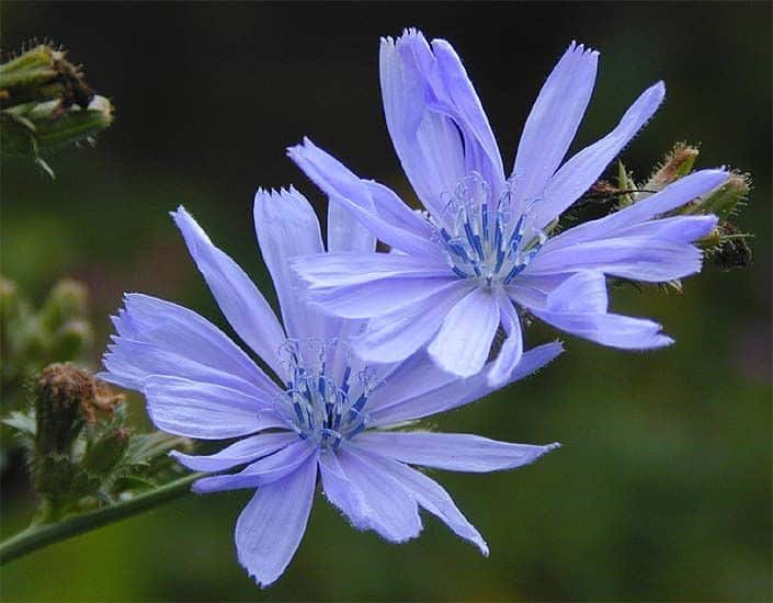 Blaue Blüte Symbolbild Foto: Stadt Arnsberg