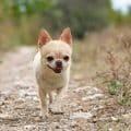 chihuahua in nature