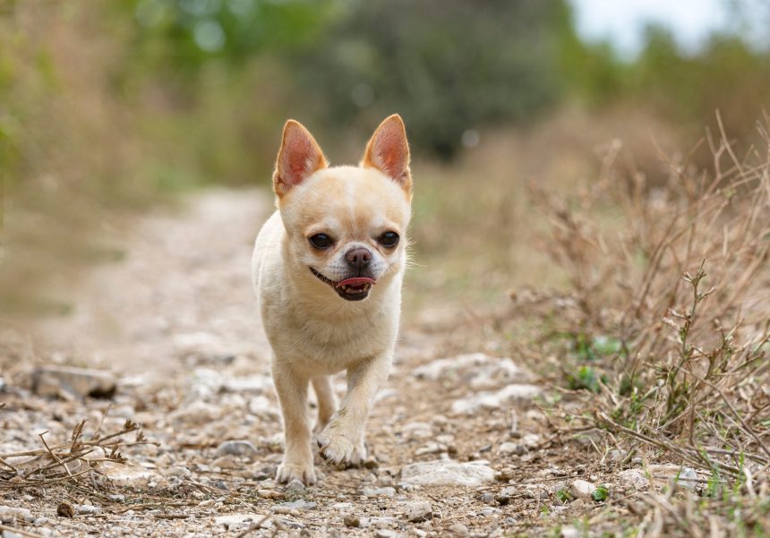 chihuahua in nature