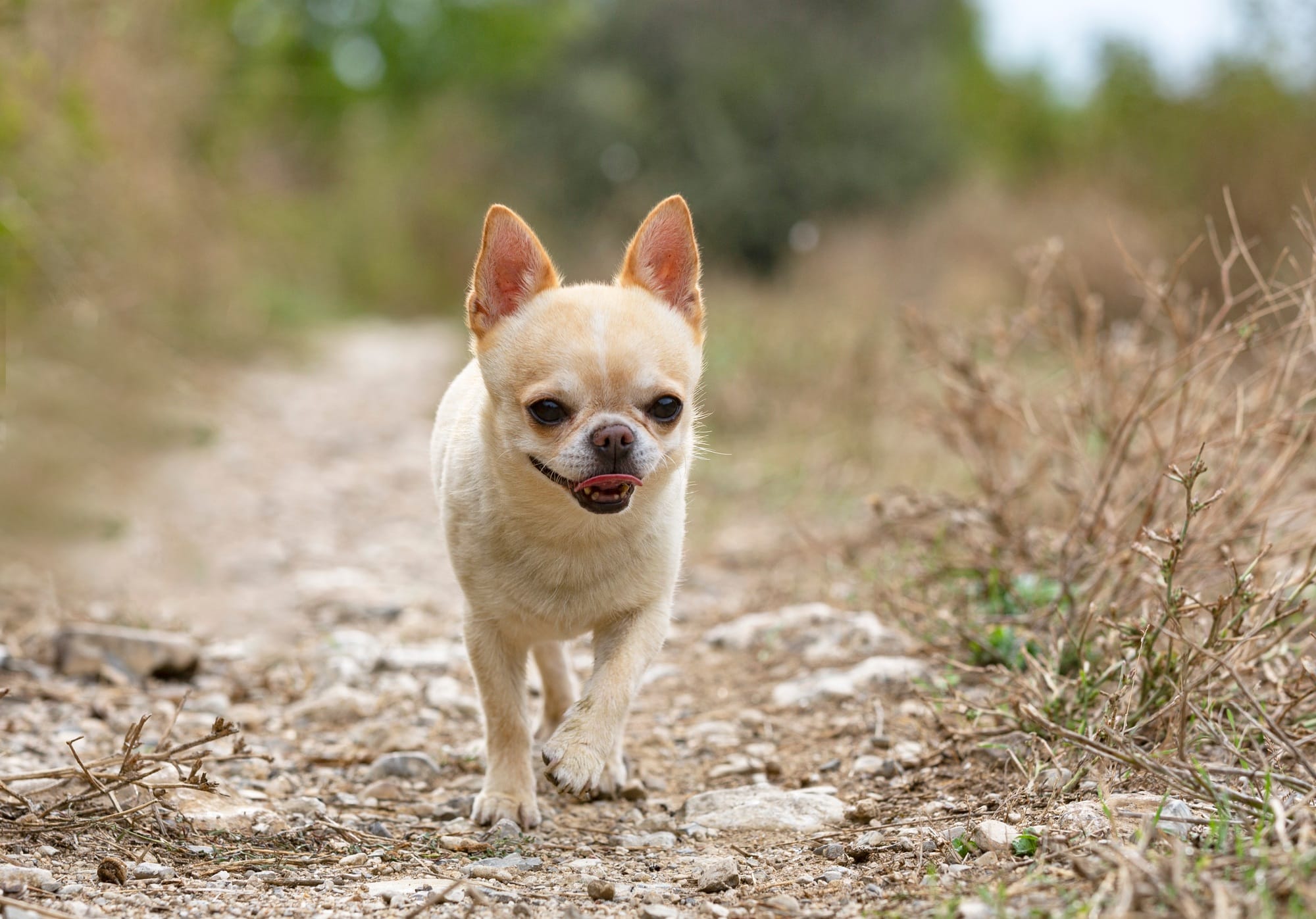 chihuahua in nature