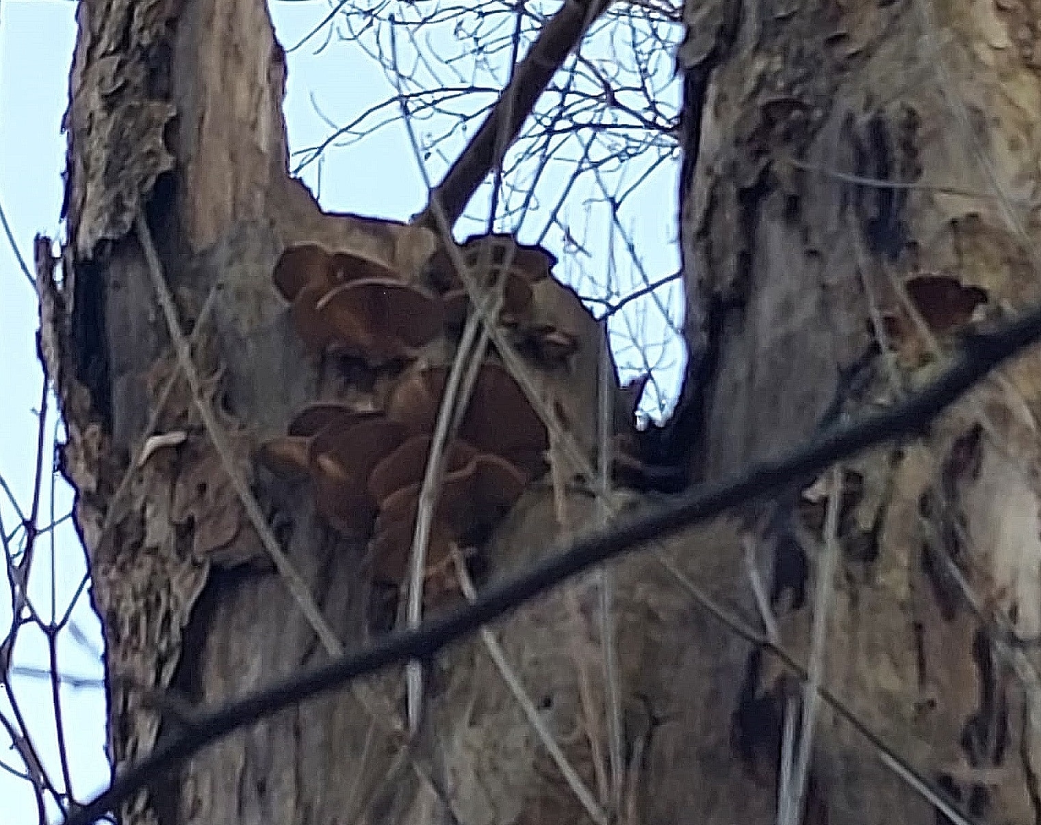 Geschädigter Baum (Foto: Stadt Arnsberg)